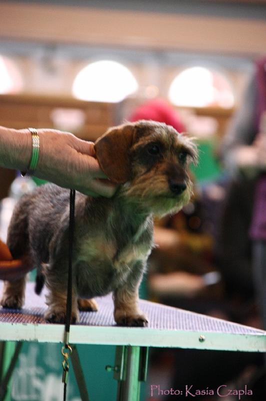 Crufts2011_2 1444.jpg